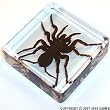 Real Insect Paperweight - Tarantula