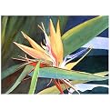 Midas Gold by Marilyn Murphy- 28x18"