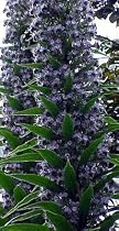 Giant Viper Plant 25 Seeds-Echium pininana-HUGE