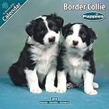 Border Collie Puppies 2010 Wall Calendar 12