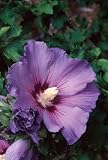 Review Crocus  / Hibiscus syriacus Oiseau Bleu