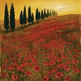 Poppies - Artist: Steve Thoms - Art Print Poster Size: 35.00 by 35.00 inches