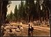 GIANT Wall Sticker of: Cypresses and road leading to the cemetery, Scutari, Constantinople, Turkey wall sized poster (photochrom) photochrome measured in inches