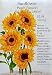 Sunflower Peach Passion Seeds 20 Seeds
