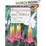 Brugmansia and Datura: Angel's Trumpets and Thorn Apples