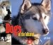 Dogs of the Iditarod