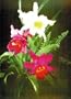 3D Lenticular Picture / Poster 10.5" X 13.5" - ORCHIDS