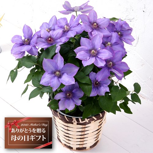 【送料無料】クレマチス5号鉢(ブルー系)【母の日ギフトお届5/5~5/9】