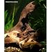 Tag Mopani Wood Aquarium Ornament, 6"-8" Natural