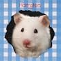 Hamsters 2008 Square Wall Calendar (Multilingual Edition)