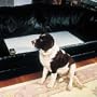 Extension For Battery Operated Scat Mat Med