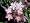 www.wildrosen.com - Wildrose Rosa glauca - (5-Liter Topf)