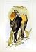 C1990 Mammals Grey-Headed Vampire Flying Fox Colour