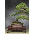 Tropica - Bonsai - Japanische Schwarzkiefer (Pinus thunbergii) - 30 Samen