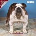 2009 Bulldog Wall Calendar