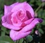 1 - Potted Rose - Queen Elizabeth