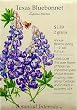 Texas Bluebonnet Heirloom Seeds 50 Seeds