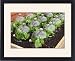 Framed Prints of Garden cloches from Ros Drinkwater