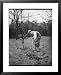 Digging for Victory in England During World War Two, or in This Case Forking for Vict...