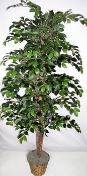 6 1/2' Deluxe Sakaki Silk Tree