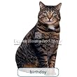 Brown Tabby Cat Birthday Card Paper House Productions