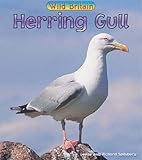 Herring gull