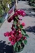 Don Mario Bougainvillea Vine One Gallon Plant by Monrovia Growers