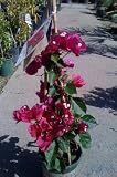 Don Mario Bougainvillea Vine One Gallon Plant by Monrovia Growers