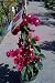 Don Mario Bougainvillea Vine One Gallon Plant by Monrovia Growers