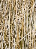 Wild Grass on Chesapeake Bay Shore Premium Photographic Poster Print by David Evans, 24x32