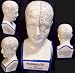 Phrenology Head Model Medical Psychology L.N. Fowler