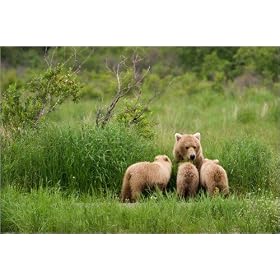 photographie Wildlife - Grizzly Bear10 est disperible en (L x H): 100 x 70 cm de M. Steinwald