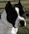 American Staffordshire Terriers 2004 Calendar