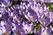 Crocus - 60"W x 40"H - Peel and Stick Wall Decal by Wallmonkeys