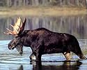 Animal Moose Lake Big Rack Art Poster Print - 20" X 16"
