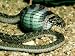 Egg-Eater Snake, Savannah, S.Africa Photographic Poster Print by Michael Fogden, 24x18