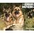 Just German Shepherds 2010 Calendar