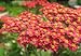 Red Yarrow - 500 Seeds