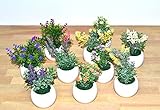 かわいい ミニチュア 観葉植物 インテリア グリーン お花 卓上観葉植物 (全10個セット)