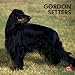 Gordon Setters 2012 Square 12X12 Wall Calendar