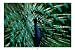 Blue Peacock Art Print Poster By Nichols, 36 