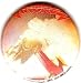 Krokus ~ Krokus Button~ Rare Vintage Button!!~ Approx 1.25