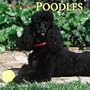 Toy and Miniature Poodles 2005 Wall Calendar