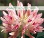Wildflowers of Oregon Calendar (2003)