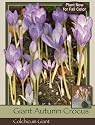 Colchicum Giant Pack of 12 Bulbs
