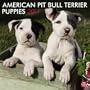 American Pit Bull Terrier Puppies 2011 SQR (Multilingual Edition)