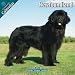 Newfoundland 2010 Wall Calendar 12" X 12"