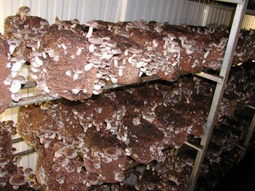 Shiitake Mushroom Log