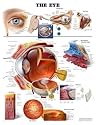 Anatomical Chart Company Eye Anatomical Chart -1587791269