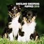 Shetland Sheepdog Puppies 2010 Mini Wall